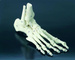 Foot Skeleton