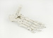 Foot Skeleton
