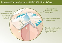 Sztyft do pielęgnacji paznokci, Carrier-System, peclavus® PODOcare 4 ml