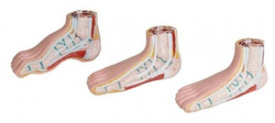  Artificial foot models 3 pieces